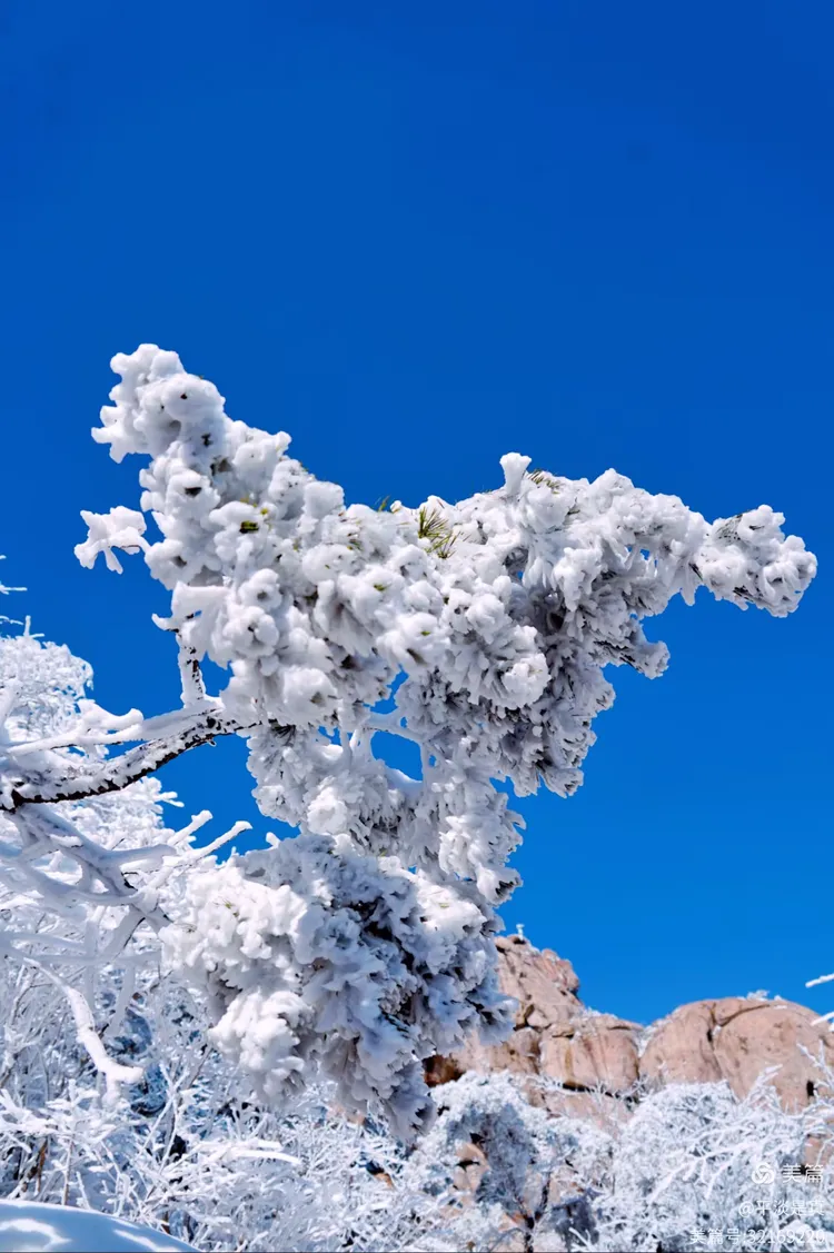 崂山雾淞·琼树玉枝
